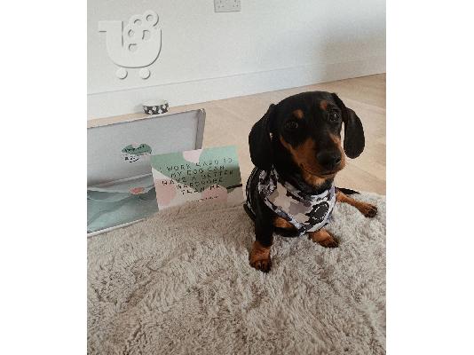 Dachshund